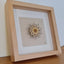 Little Bijou in frame V37