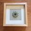 Little Bijou in frame V12 - Ausgefallener Designerschmuck, bracelets/Armbänder, earrings/Ohrringe, necklaces/Ketten