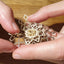 Little bijou in frame V08 - Ausgefallener Designerschmuck, bracelets/Armbänder, earrings/Ohrringe, necklaces/Ketten